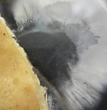 Russula crustosa image