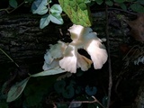 Pleurotus pulmonarius image