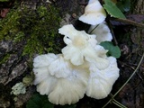 Pleurotus pulmonarius image