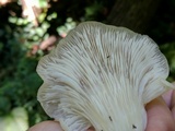 Pleurotus pulmonarius image