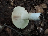 Russula compacta image