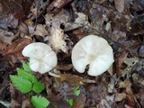 Entoloma albidum image