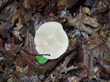 Entoloma albidum image
