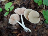 Entoloma albidum image