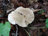 Entoloma albidum image