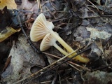 Hygrocybe laeta var. laeta image