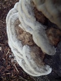 Bjerkandera adusta image