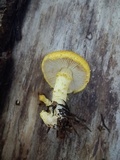 Floccularia albolanaripes image