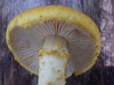 Floccularia albolanaripes image
