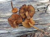 Phaeomarasmius proximans image