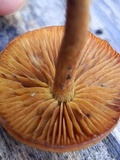 Phaeomarasmius proximans image