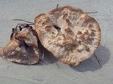 Abortiporus biennis image