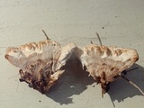 Abortiporus biennis image