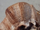 Abortiporus biennis image