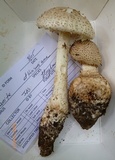 Amanita atkinsoniana image