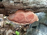 Hapalopilus rutilans image