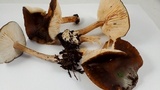 Melanoleuca melaleuca image
