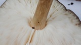 Melanoleuca melaleuca image