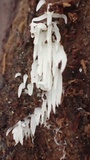 Mucronella calva image