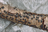 Anthostoma decipiens image