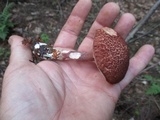 Austroboletus gracilis var. gracilis image