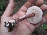Austroboletus gracilis var. gracilis image