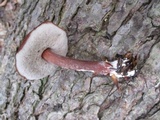 Austroboletus gracilis var. gracilis image