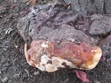 Ganoderma polychromum image