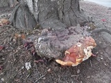 Ganoderma polychromum image