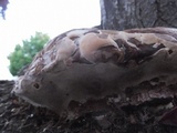 Ganoderma polychromum image