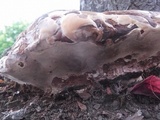 Ganoderma polychromum image