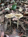 Amanita ceciliae image