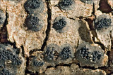 Anthostoma decipiens image