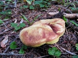 Boletus smithii image