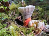 Hydnellum aurantiacum image