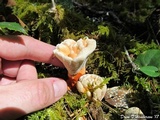 Hydnellum aurantiacum image
