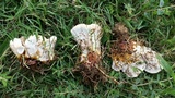 Ganoderma sessile image