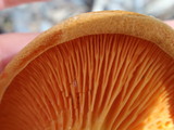Hygrophoropsis aurantiaca image