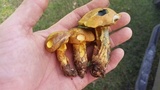 Boletus luridellus image