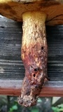 Boletus luridellus image