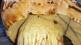 Boletus luridellus image
