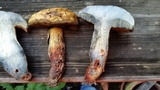 Boletus luridellus image
