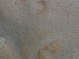 Trametes lactinea image