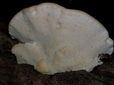 Trametes lactinea image