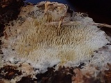 Kavinia alboviridis image