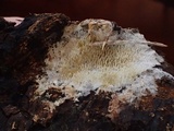 Kavinia alboviridis image