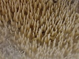 Kavinia alboviridis image
