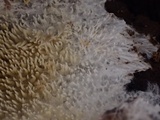 Kavinia alboviridis image