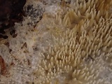 Kavinia alboviridis image