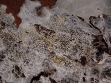 Kavinia alboviridis image